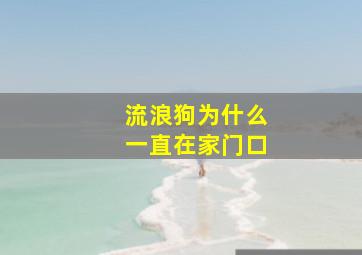 流浪狗为什么一直在家门口