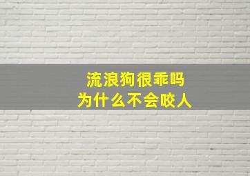 流浪狗很乖吗为什么不会咬人