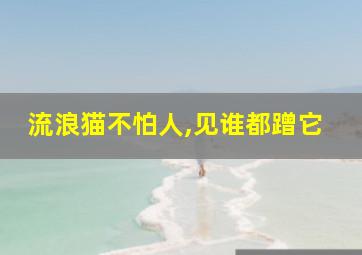 流浪猫不怕人,见谁都蹭它