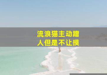 流浪猫主动蹭人但是不让摸