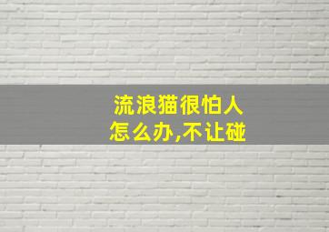 流浪猫很怕人怎么办,不让碰