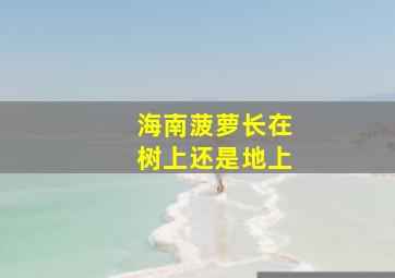 海南菠萝长在树上还是地上