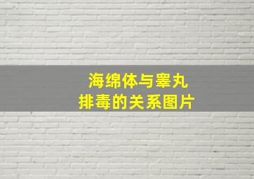 海绵体与睾丸排毒的关系图片