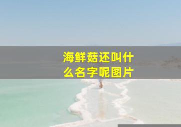 海鲜菇还叫什么名字呢图片