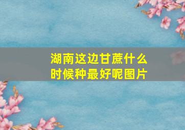 湖南这边甘蔗什么时候种最好呢图片