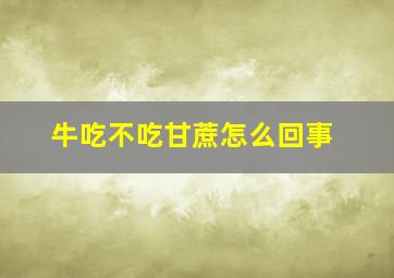 牛吃不吃甘蔗怎么回事