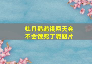 牡丹鹦鹉饿两天会不会饿死了呢图片