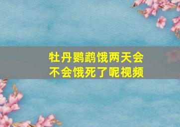 牡丹鹦鹉饿两天会不会饿死了呢视频