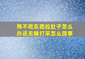 狗不吃东西拉肚子怎么办还无精打采怎么回事