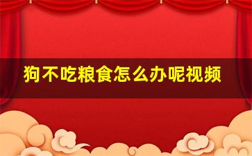 狗不吃粮食怎么办呢视频