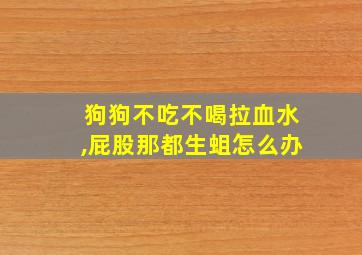 狗狗不吃不喝拉血水,屁股那都生蛆怎么办