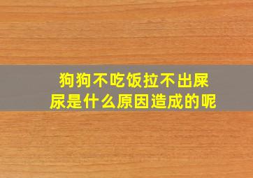 狗狗不吃饭拉不出屎尿是什么原因造成的呢