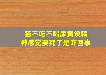 猫不吃不喝尿黄没精神感觉要死了是咋回事