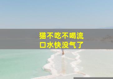 猫不吃不喝流口水快没气了