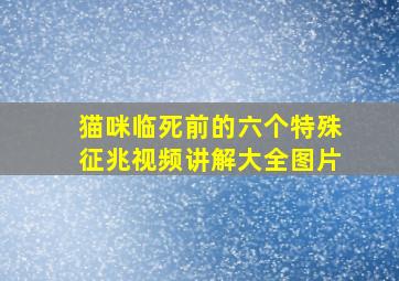 猫咪临死前的六个特殊征兆视频讲解大全图片