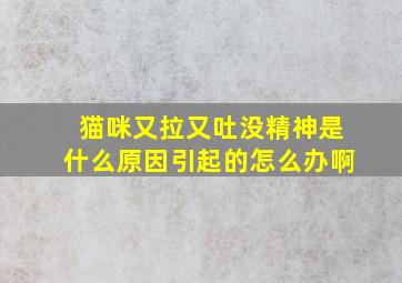 猫咪又拉又吐没精神是什么原因引起的怎么办啊