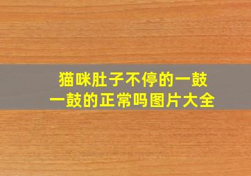 猫咪肚子不停的一鼓一鼓的正常吗图片大全