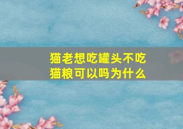 猫老想吃罐头不吃猫粮可以吗为什么