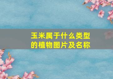 玉米属于什么类型的植物图片及名称