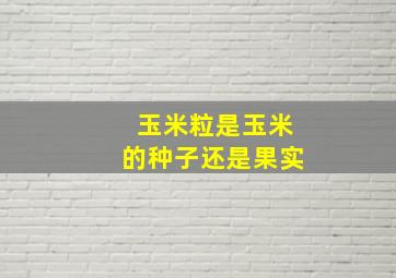 玉米粒是玉米的种子还是果实