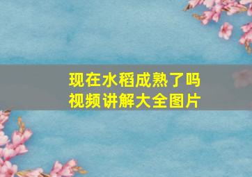 现在水稻成熟了吗视频讲解大全图片