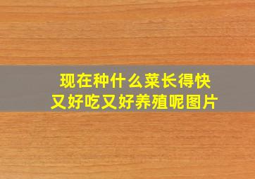 现在种什么菜长得快又好吃又好养殖呢图片