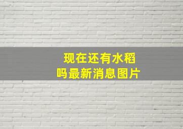 现在还有水稻吗最新消息图片