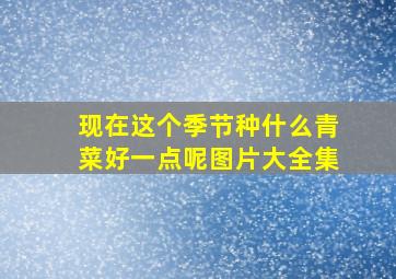 现在这个季节种什么青菜好一点呢图片大全集