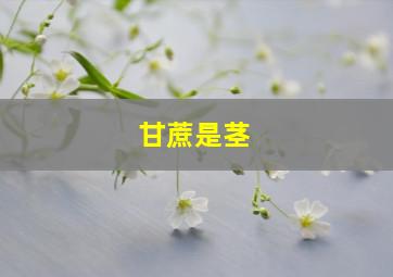 甘蔗是茎