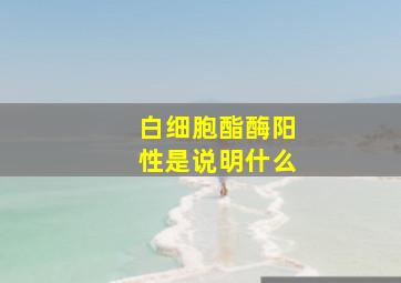 白细胞酯酶阳性是说明什么