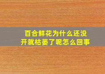 百合鲜花为什么还没开就枯萎了呢怎么回事