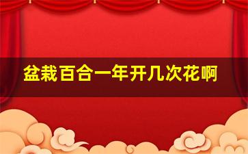 盆栽百合一年开几次花啊