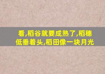 看,稻谷就要成熟了,稻穗低垂着头,稻田像一块月光