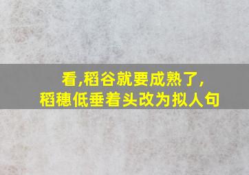 看,稻谷就要成熟了,稻穗低垂着头改为拟人句