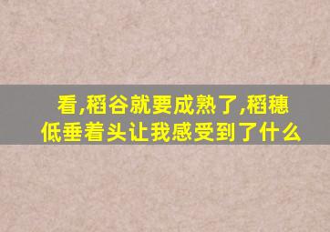 看,稻谷就要成熟了,稻穗低垂着头让我感受到了什么