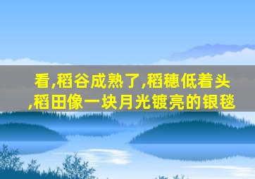 看,稻谷成熟了,稻穗低着头,稻田像一块月光镀亮的银毯