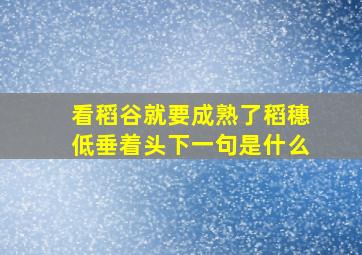 看稻谷就要成熟了稻穗低垂着头下一句是什么