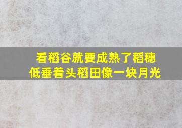 看稻谷就要成熟了稻穗低垂着头稻田像一块月光