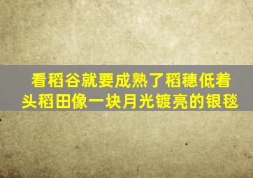 看稻谷就要成熟了稻穗低着头稻田像一块月光镀亮的银毯