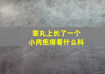 睾丸上长了一个小肉疙瘩看什么科