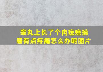 睾丸上长了个肉疙瘩摸着有点疼痛怎么办呢图片