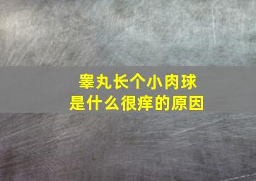 睾丸长个小肉球是什么很痒的原因