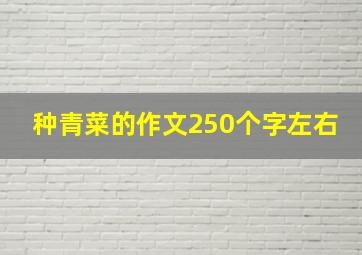 种青菜的作文250个字左右