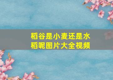 稻谷是小麦还是水稻呢图片大全视频