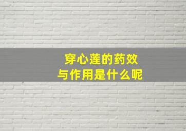 穿心莲的药效与作用是什么呢