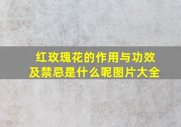 红玫瑰花的作用与功效及禁忌是什么呢图片大全