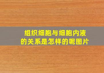 组织细胞与细胞内液的关系是怎样的呢图片