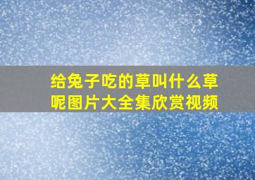 给兔子吃的草叫什么草呢图片大全集欣赏视频