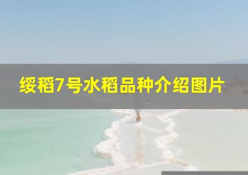 绥稻7号水稻品种介绍图片