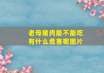 老母猪肉能不能吃有什么危害呢图片